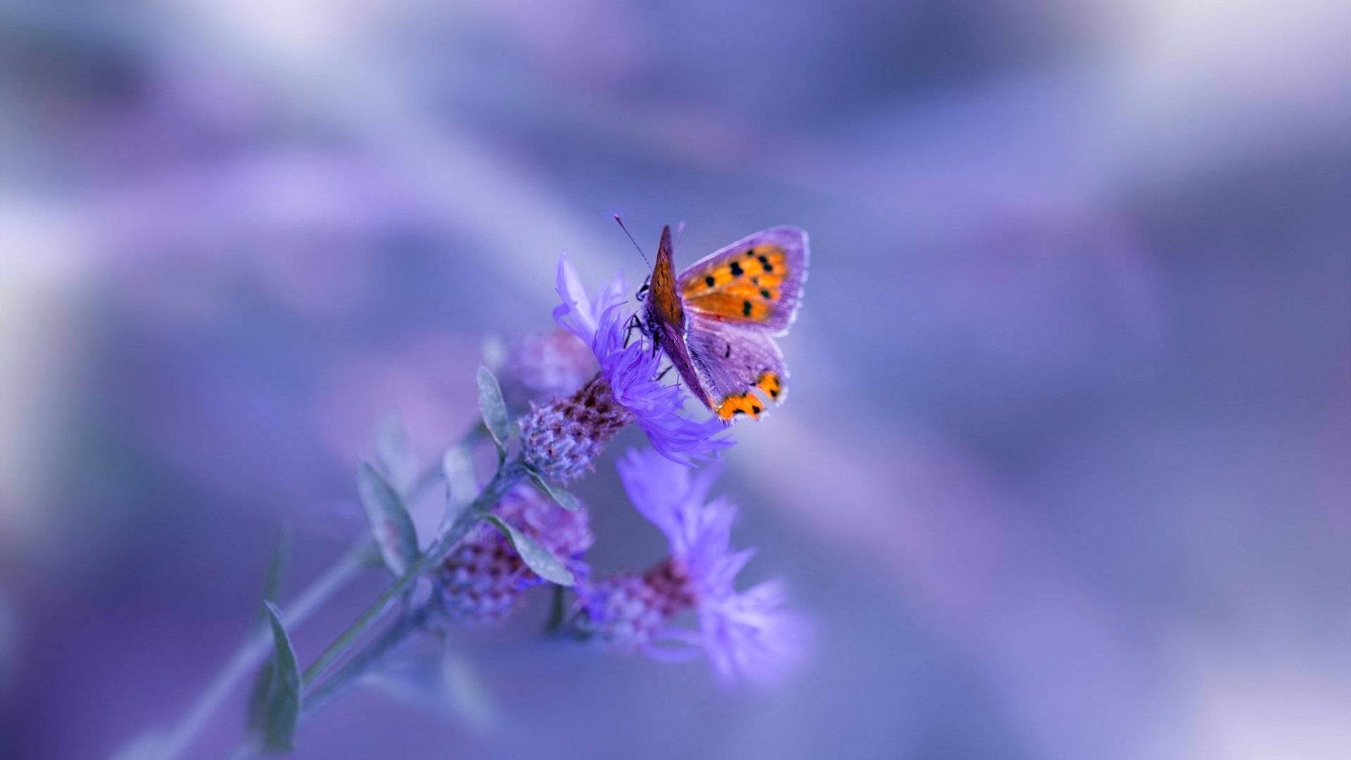 CBA联盟打造俱乐部文化建设样板，cba俱乐部靠什么挣钱