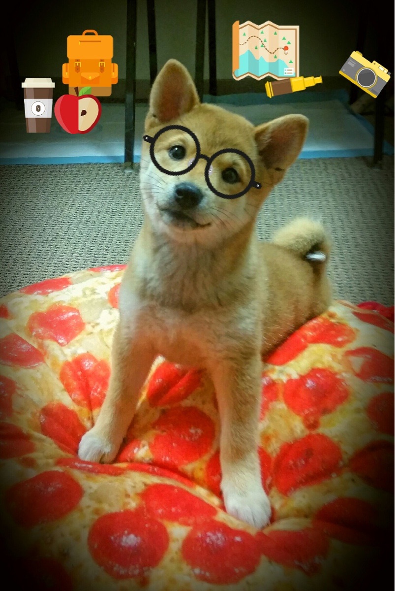 中国体操男团制定新周期技术发展方向，中国体操男团历届阵容