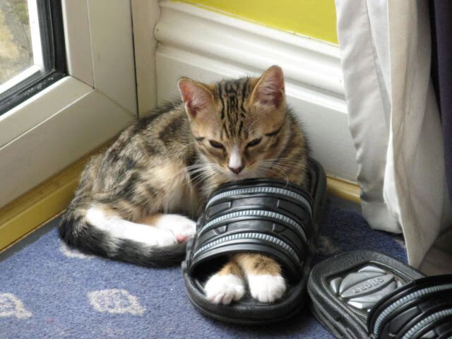 德国队在国际乒联混合团体世界杯中的未来方向与定位,德国乒乓球参赛名单