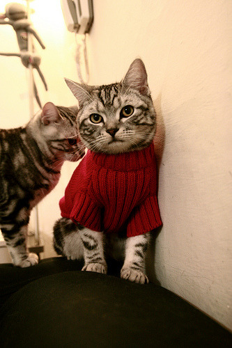 爱游戏官网app-波兰队赛制分析：如何通过赛制打破强队壁垒，波兰联赛水平