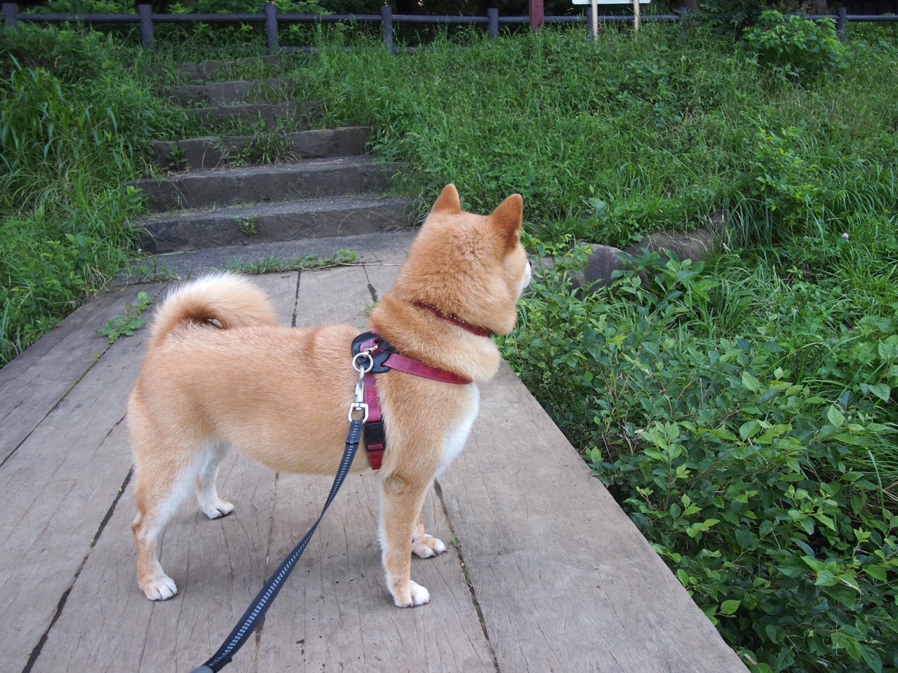 世界杯高光时刻：那一刻，成为永恒！，世界杯殿堂经典回顾