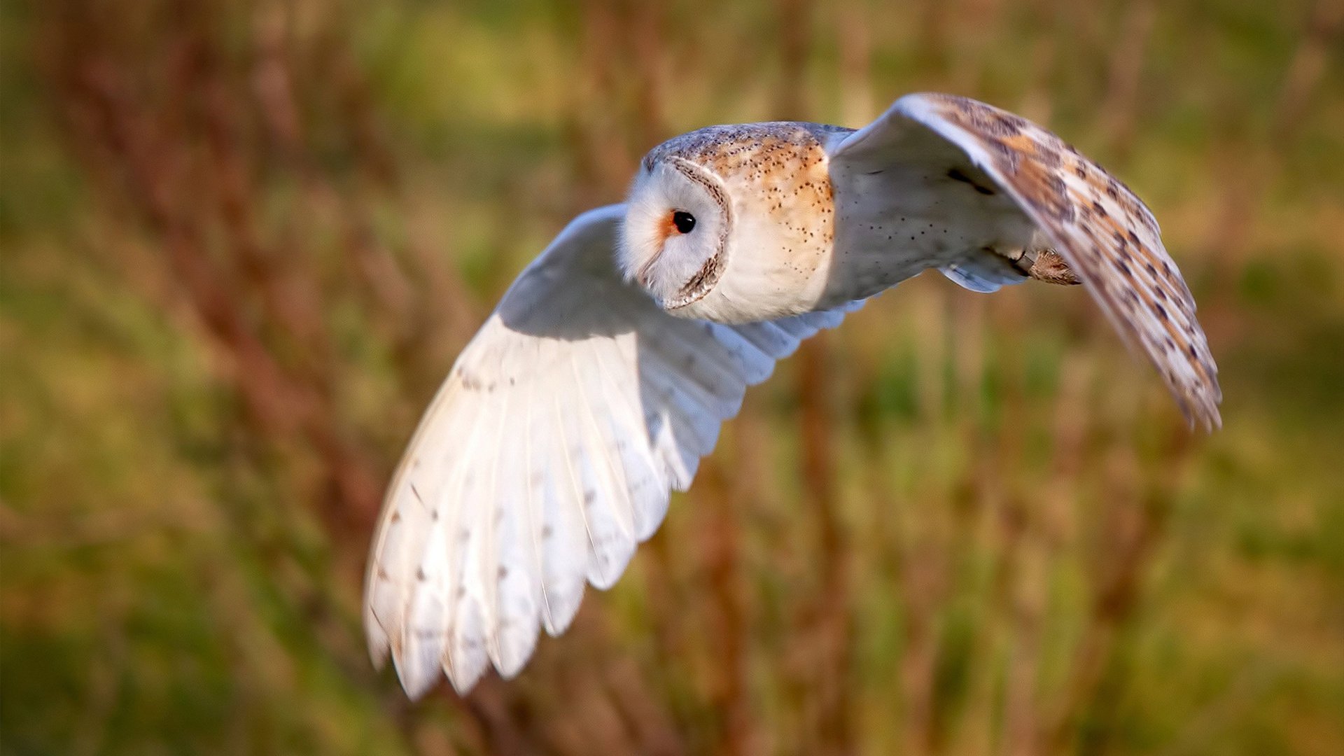 爱游戏app安装-仰泳预赛突尼斯稳定晋级，仰泳国际比赛视频