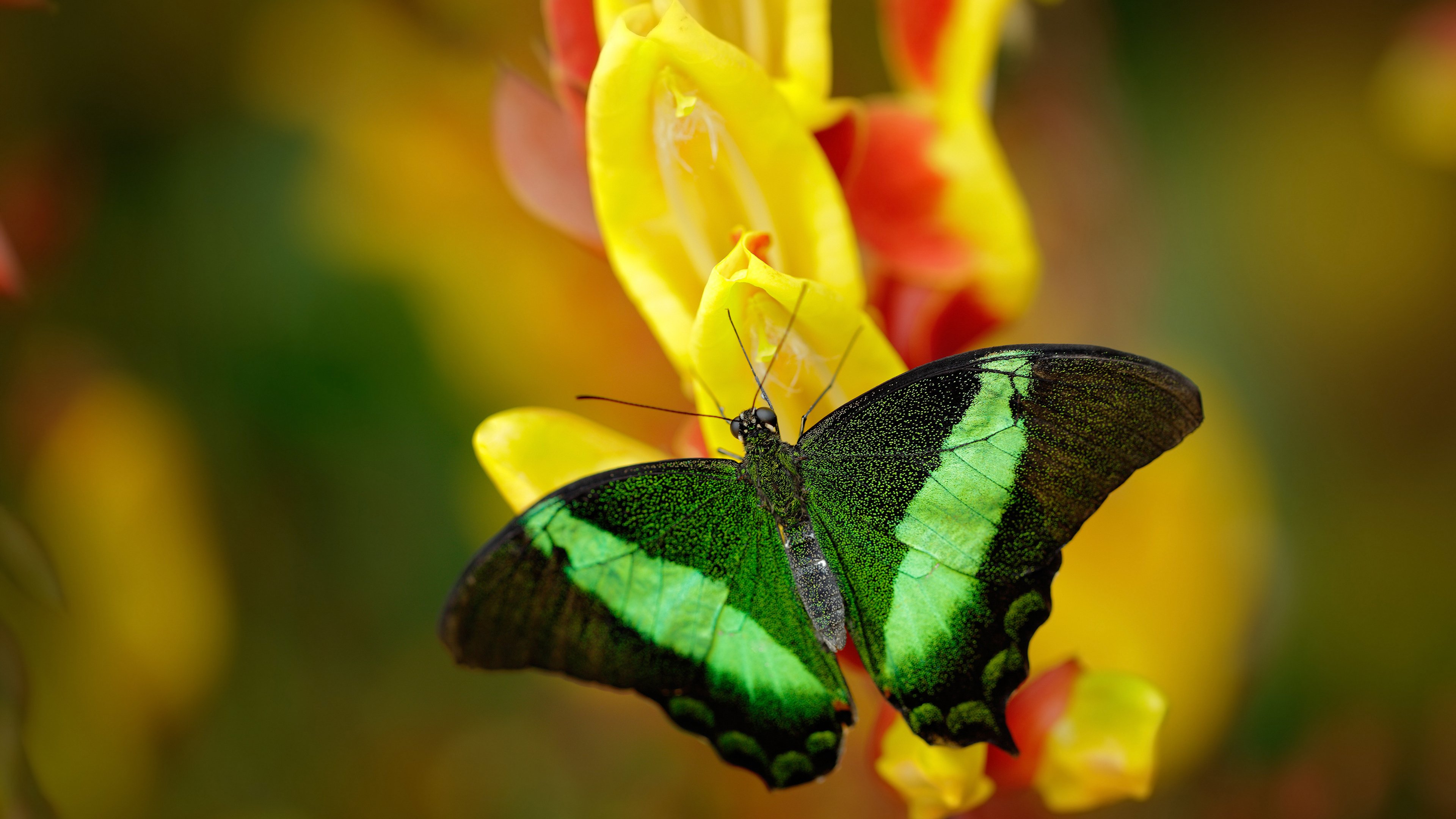 爱游戏app-张雨霏改进入水技术缩短前半段时间，张雨霏为何成绩突飞猛进