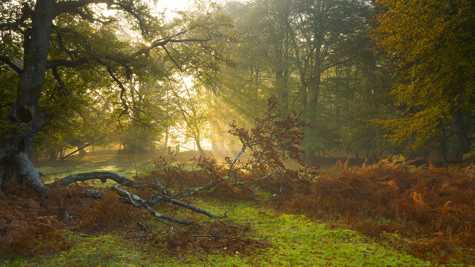 德甲快节奏：瞬间突袭带来致命一击，德甲速度排名