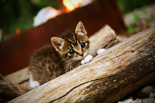 德甲球队的战术思想演变，德甲的队伍