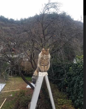 新兴强队崛起,谁能威胁澳大利亚男队?,澳大利亚新星