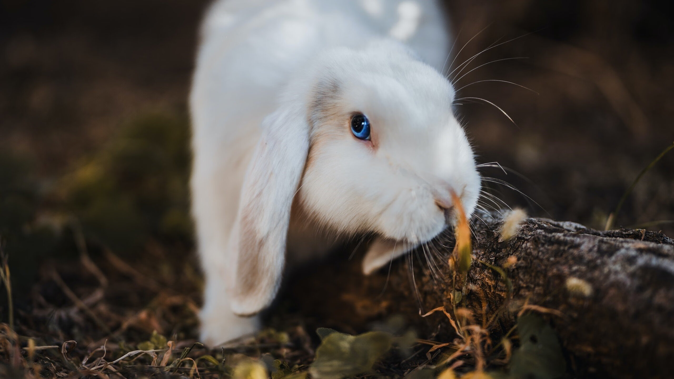爱游戏app推荐-西甲火热的转会市场盘点，西甲转会窗口什么时候关闭